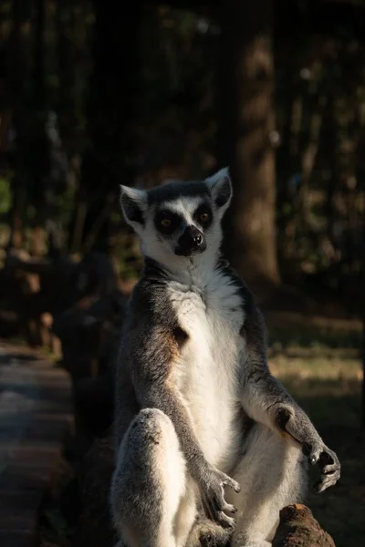 Lemur Okrągłym Ogonie Odizolowany Niewyraźnym Tle — Zdjęcie stockowe