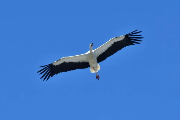 하늘을 황새의 아름다운 — 스톡 사진