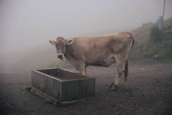 Domestic Cow Farmland Foggy Day Vorarlberg Austria — Stock Photo, Image