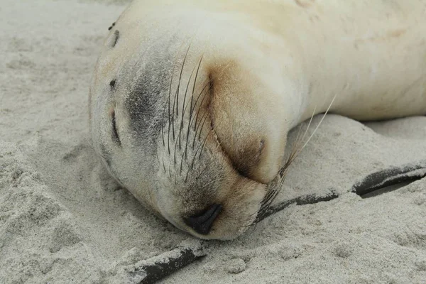 Una Foca Che Dorme Sulla Spiaggia Dunedin Nuova Zelanda — Foto Stock
