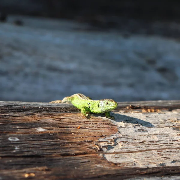 Selective Focus Shot Green Lizard Wooden Surface — Stock Photo, Image