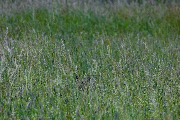昼間の森の常緑樹畑に草の後ろに隠れている雄大な鹿 — ストック写真
