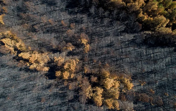 Aerial View Forest Burnt Wildfire — Stock Photo, Image
