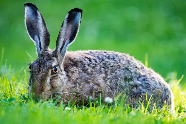 Bulanık Arka Planda Yeşil Bir Tarlada Vahşi Bir Tavşan — Stok fotoğraf