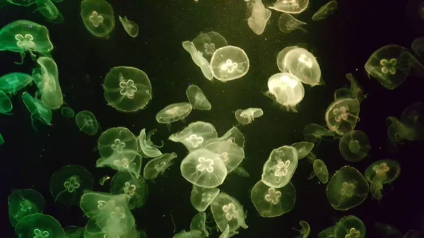 Closeup Jellyfish Swimming Water — Stock Photo, Image