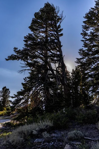 Pionowe Ujęcie Zielonych Drzew Wsi Błękitnym Zachmurzonym Tle Nieba Mammoth — Zdjęcie stockowe