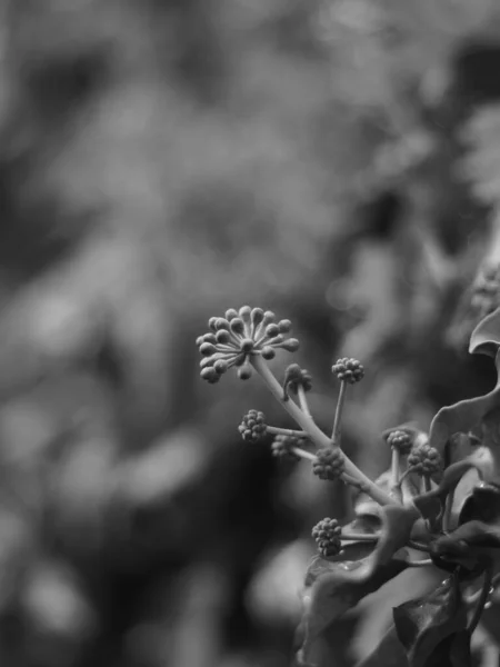庭に咲く一般的な映画の垂直ショット — ストック写真