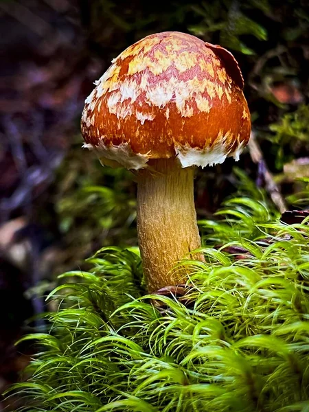 Ein Schöner Blick Auf Einen Pilz Wald — Stockfoto