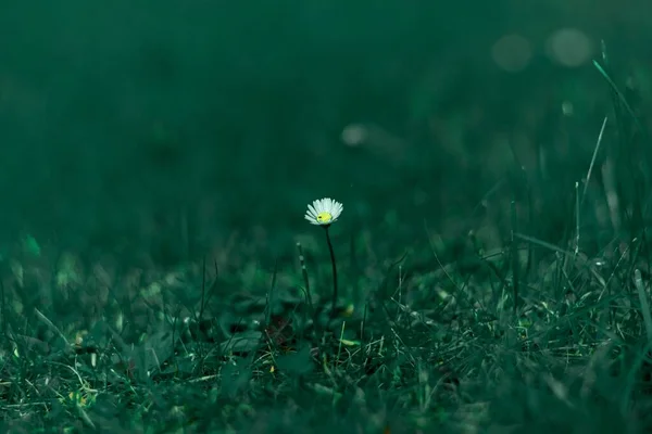 Tagsüber Isoliert Zwischen Grünem Gras Eine Kleine Gänseblümchenblume — Stockfoto