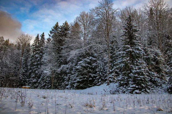Ett Vinterlandskap Magisk Svensk Skog Med Vita Träd Vacker Tapet — Stockfoto