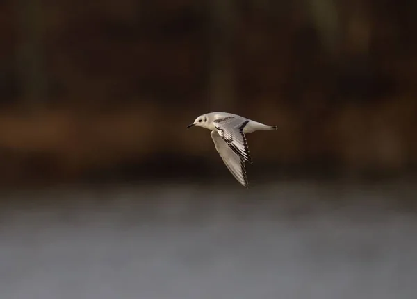 날으는 일반적 갈매기 라르스 — 스톡 사진