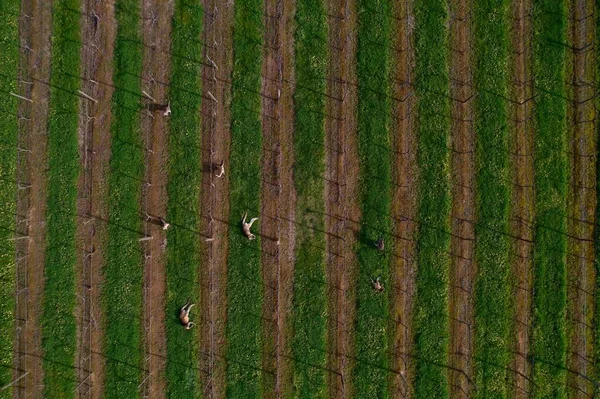 Aerial View Green Rows Grape Vines Kangaroos — Stock Photo, Image