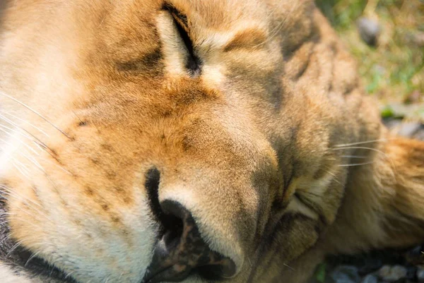Bulanık Arka Plana Karşı Uyuyan Bir Dişi Aslanın Yakın Plan — Stok fotoğraf