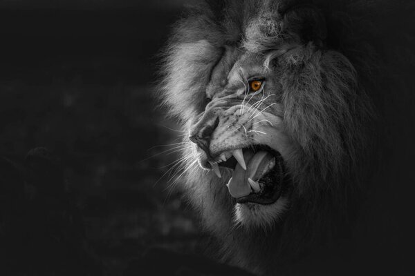 A semi-grayscale shot of a roaring lion with yellow eyes, selective color