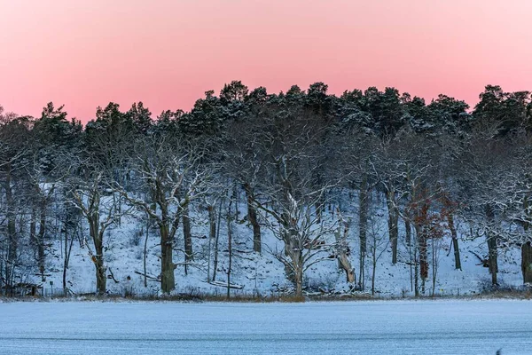 Kış Boyunca Güzel Pembe Bir Gökyüzüne Karşı Büyülü Karlı Bir — Stok fotoğraf