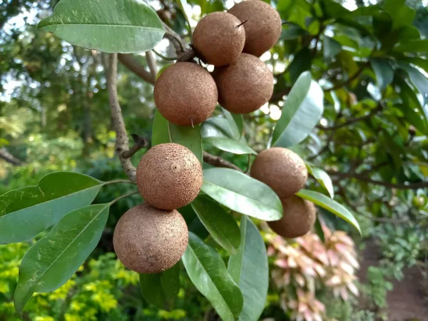 Árvore Frutas Chiku Agricultura Indiana — Fotografia de Stock