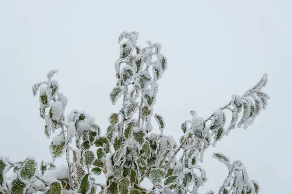 Ángulo Bajo Las Hojas Ramas Verdes Marrones Cubiertas Nieve Sobre —  Fotos de Stock