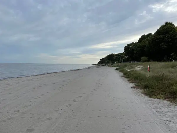 stock image A sandy beach on a green forest background under cloudy sky