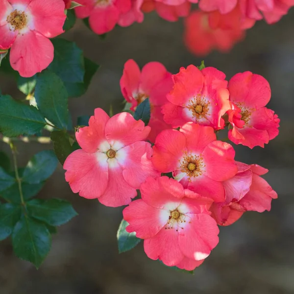 Ένα Κοντινό Πλάνο Κόκκινα Λουλούδια Ανθισμένα Πάνω Θολό Φόντο — Φωτογραφία Αρχείου