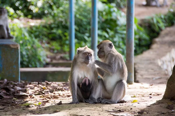 Closeup Shot Monkeys Zoo — Stock Photo, Image
