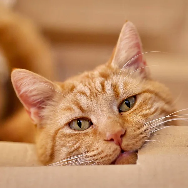 Close Gato Gengibre Bonito Com Olhos Verdes — Fotografia de Stock