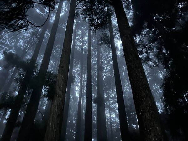 A scenic mystical shot of tall trees in forest with slight mist in air, Meghalaya, India.