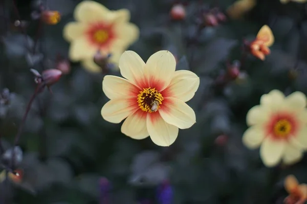 Een Selectief Van Dahlia Moonfire Bloemen Een Botanische Tuin Victoria — Stockfoto