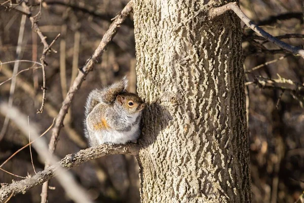 Ein Eichhörnchen Sitzt Auf Einem Baum Vor Verschwommenem Hintergrund — Stockfoto
