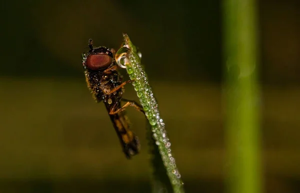Pandangan Closeup Dari Hoverfly Pada Rumput Basah — Stok Foto