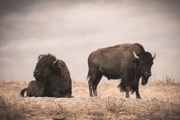 Vahşi Doğada Bufaloların Yakın Çekimi — Stok fotoğraf