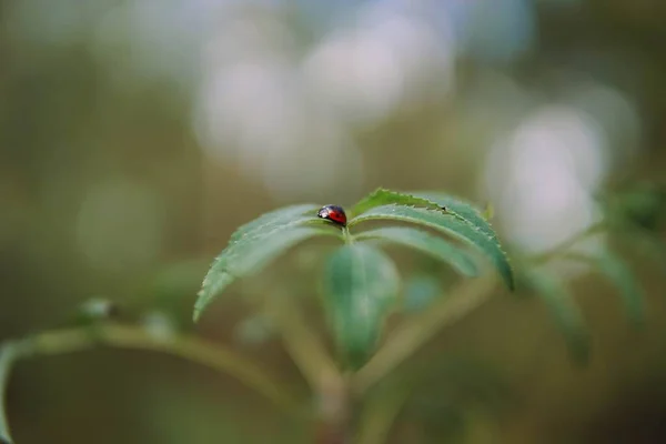Closeup Shot Small Ladybug Green Leaf Daylight Blurred Background — Stock Photo, Image