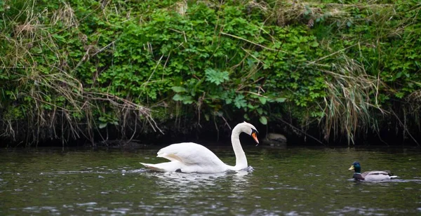 一只白天鹅和一只鸭子在池塘里与海岸线植物一起游泳 — 图库照片