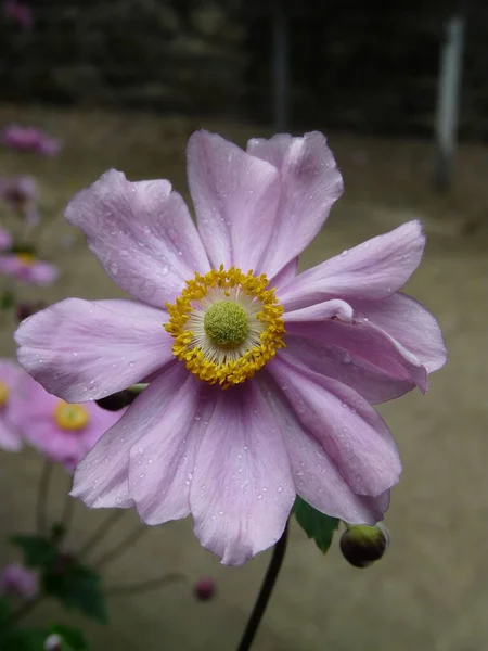 Вертикальный Снимок Розового Цветка Размытым Фоном — стоковое фото