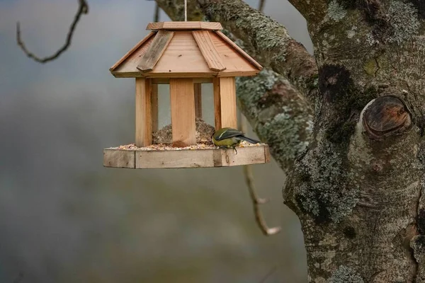 Tiny Tit Bird Picking Seeds Wooden Bird Feeder Hanging Tree — Stockfoto