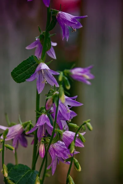 Gros Plan Fleurs Violettes Campanula — Photo