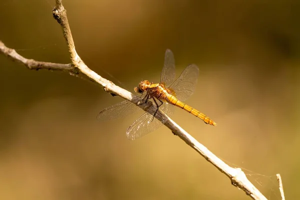 Ένα Κοντινό Πλάνο Μιας Αυστραλιανής Dragonfly Σκαρφαλωμένης Ένα Κλαδί — Φωτογραφία Αρχείου