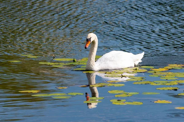 Belo Cisne Nadando Uma Lagoa — Fotografia de Stock