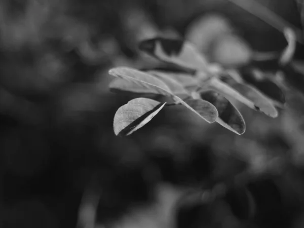 Een Close Shot Van Valse Acacia Bloeien Tuin — Stockfoto