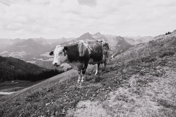 Tiro Escala Grises Una Vaca Las Tierras Altas Vorarlberg Austria — Foto de Stock