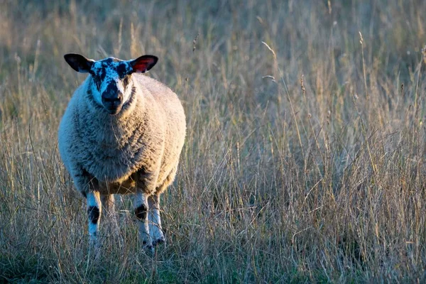 Ovce Dlouhé Trávě Při Západu Slunce — Stock fotografie