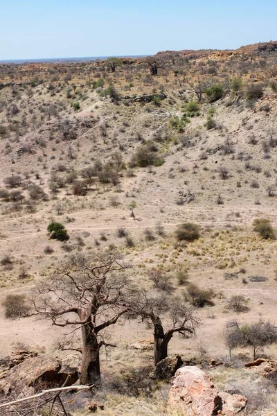 stock image A vertical shot of a dry African landscape with Baobab trees in Mapungubwe National Park, South Africa