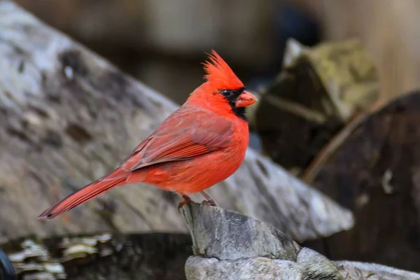 Închidere Unui Cardinal Nordic Cocoțat Suprafață Lemn — Fotografie, imagine de stoc