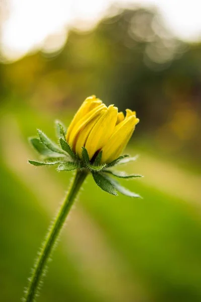 Enfoque Selectivo Una Pequeña Flor Amarilla Jardín — Foto de Stock
