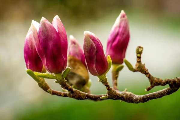 Селективный Снимок Розовых Бутонов Ветке Дерева — стоковое фото