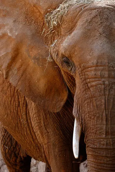 Vertical Shot Elephant — Stock Photo, Image