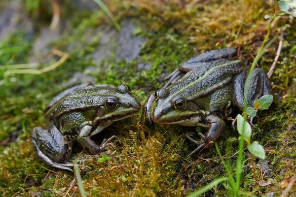 마리의 개구리 수있는 개구리 라나에 — 스톡 사진