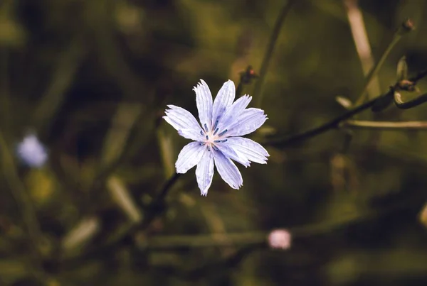 Eine Nahaufnahme Der Weißen Und Lila Chicorée Blume Auf Dem — Stockfoto
