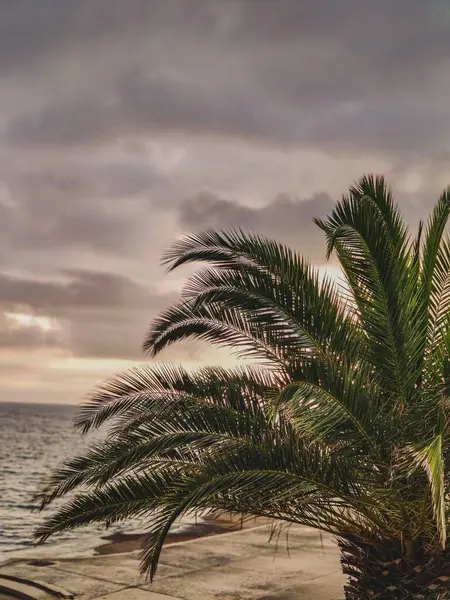 Colpo Verticale Una Palma Sulla Spiaggia Durante Una Giornata Nuvolosa — Foto Stock