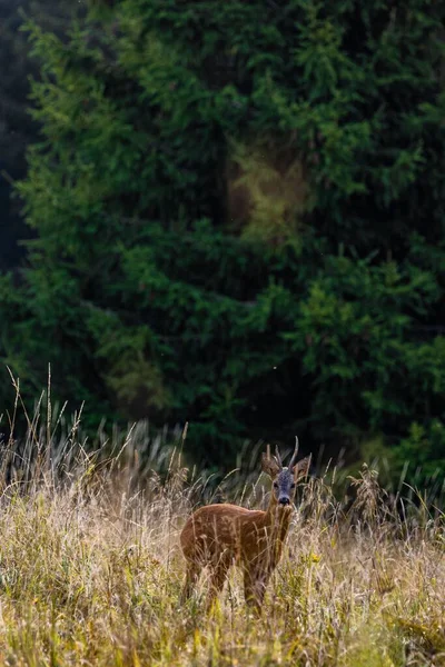 緑を背景に スウェーデンの森の長いハーブの間に立つ鹿の垂直ショット — ストック写真