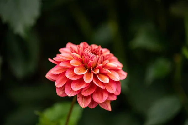 Eine Nahaufnahme Einer Rosa Dahlia Pinnata Blüte Die Mit Wassertropfen — Stockfoto